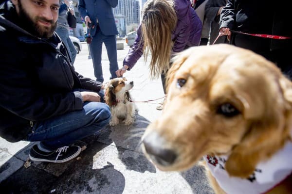 St John Ambulance Canada Therapy Dogs offers comfort after horrific van attack
